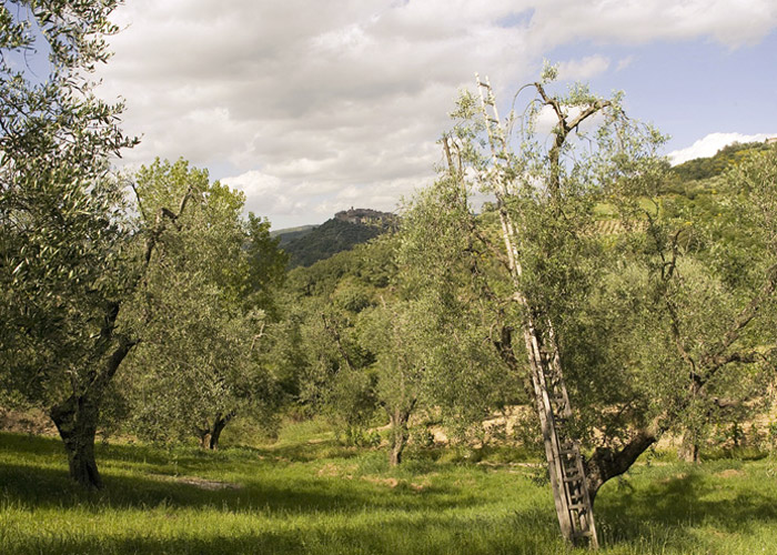 Olio dop di Seggiano